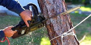 Best Storm Damage Tree Cleanup  in Wellsville, UT